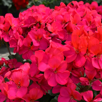 Pelargonium x hortorum (Zonal Geranium) - Geranium 'Fantasia Violet'