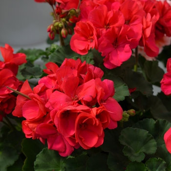 Pelargonium x hortorum (Zonal Geranium) - Geranium 'Moonlight Dark Fuchsia'