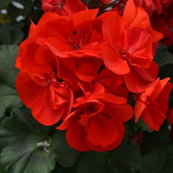 Pelargonium x hortorum 'Dark Red' (Zonal Geranium) - Moonlight™ Dark Red
