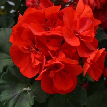 Pelargonium x hortorum (Zonal Geranium) - Geranium 'Moonlight Dark Red'