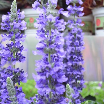 Salvia longispicata x farinacea - Salvia 'Mystic Spires'
