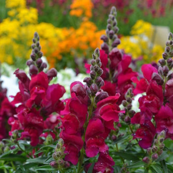 Antirrhinum majus - Snapdragon 'Multiple Varieties'