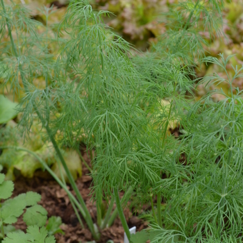 Anethum graveolens - Dill 'Dukat'