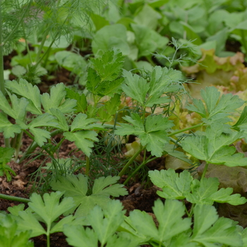  Parsley crispum var. neapolitanum 'Dark Green Ita - Dark Green Italian 