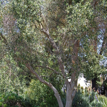 Olea europea - Olive Tree