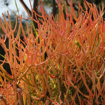 Euphorbia tirucalli - Red Pencil Tree