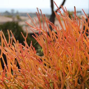 Euphorbia tirucalli 'Sticks on Fire' - Red Pencil Tree