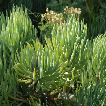 Aloe elgonica - Aloe 'Elgon'