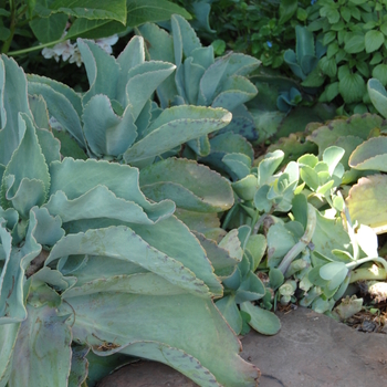 Kalanchoe marmarota - Penwiper Plant