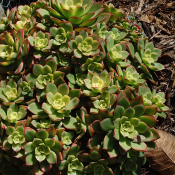 Aeonium haworthii 'tricolour' - Aeonium Tri Colour