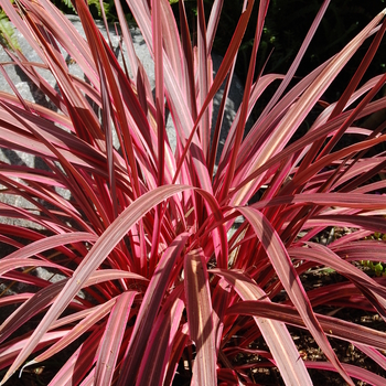 Cordyline (Spike) - Dracaena 'Southern Splendor' 