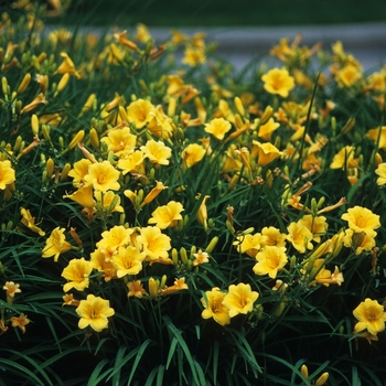 Daylily 'Stella d' Oro'