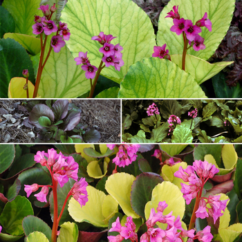 Bergenia - Bergenia 'Multiple Varieties'