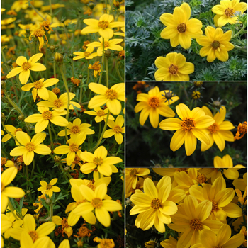 Bidens ferulifolia - Bidens 'Multiple Varieties'