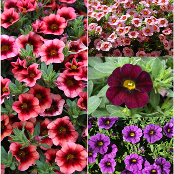 Multiple Varieties - Calibrachoa - Million Bells