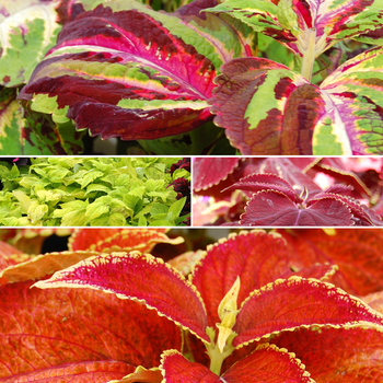 Coleus - Sun Coleus