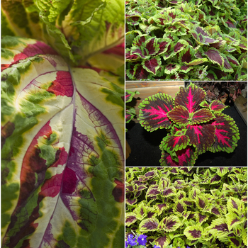 Solenostemon scutellarioides Kong™ Series - Kong Coleus