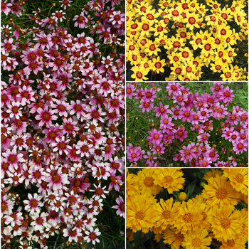 Multiple Varieties - Coreopsis - Threadleaf