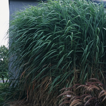 Miscanthus floridulus - Maiden Grass 'Giganteus'