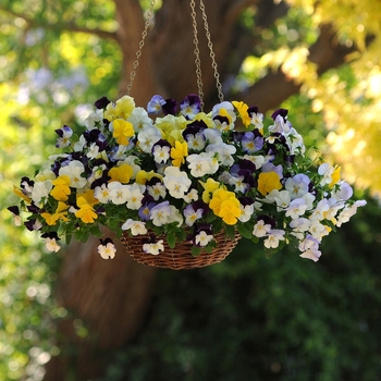 Viola wittrockiana - Pansy Basket 'Cool Wave Series'