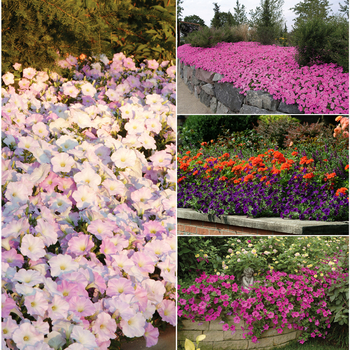 Wave Petunias