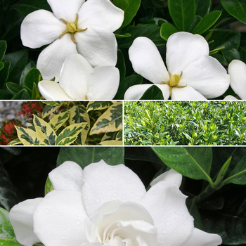 Multiple Varieties - Gardenia