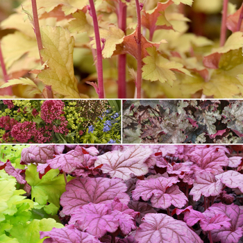 Multiple Varieties - Heuchera - Coral Bells