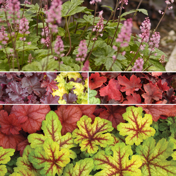 Heucherella - Foamy Bells 'Multiple Varieties'
