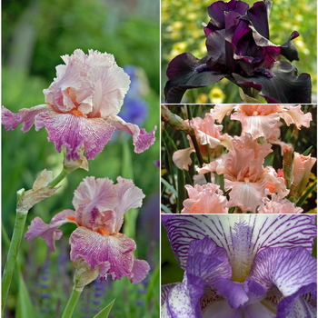 Iris germanica - Iris 'Bearded Varieties'