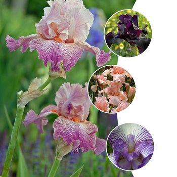 Multiple Varieties - Iris