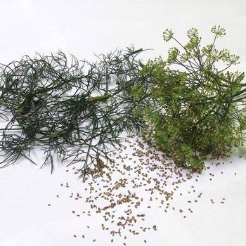 Anethum graveolens - Dill 'Classic'