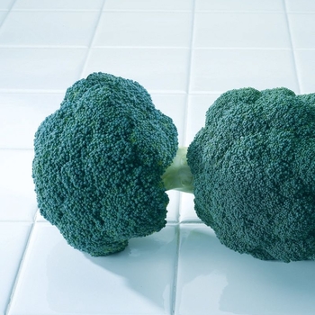 Brassica oleracea var. italica - Broccoli 'Destiny'