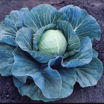Brassica - Cabbage 'Stonehead'
