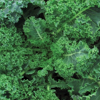  Kale - Kale