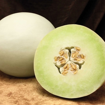 Cucumis melo - Honeydew 'Dulce Nectar'