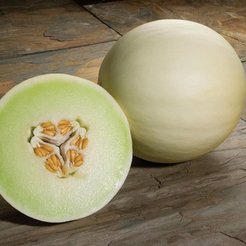 Cucumis melo 'Snow Mass' - Snow Mass Honeydew Melong 