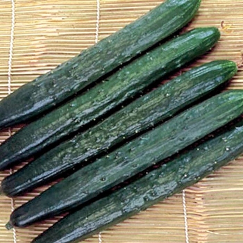  Cucumber - Tasty Green F1 