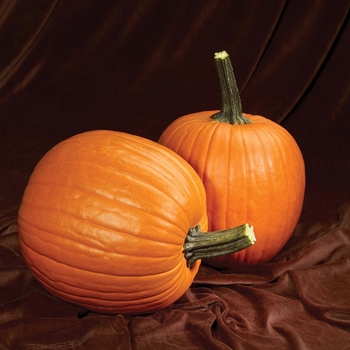 Cucurbita pepo - Pumpkin 'Magic Lantern'