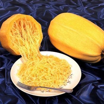 Cucurbita pepo - Squash 'Spaghetti'