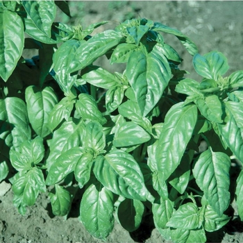 Ocimum basilicum - Basil 'Italian Large Leaf'