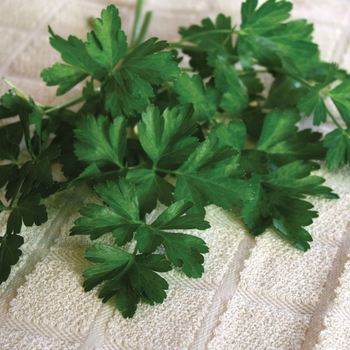 Parsley crispum var. neapolitanum - Parsley 'Dark Green Italian'