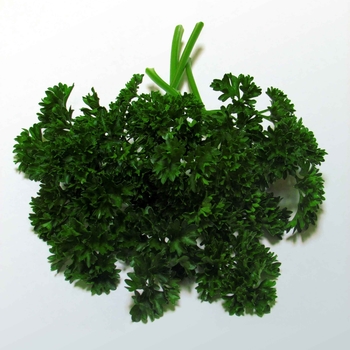  Parsley crispum 'Forest Green' - Forest Green 