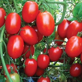 Tomato - Tomatoes