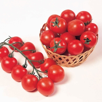 Cherry Tomato - Tomato 'Sweet Chelsea'