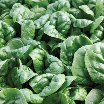Spinacia - Spinach 'Bloomsdale'