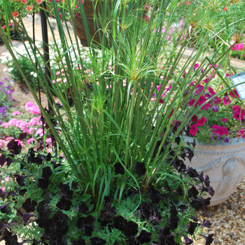 Cyperus papyrus 'King Tut®' - Umbrella Grass