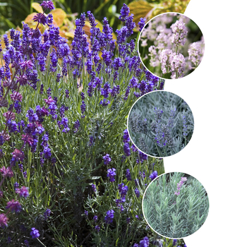 Lavender 'Anouk' - Standard Lavender