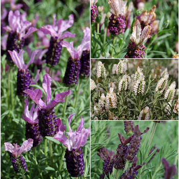 Lavandula stoechas (French Butterfly Lavender) - Lavender 'Favorite Summer Series'