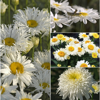 Leucanthemum x superbum - Shasta Daisy 'Multiple Varieties' 