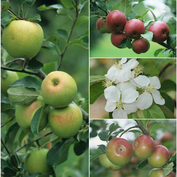 Malus domestica - Apple 'Multiple Varieties' 